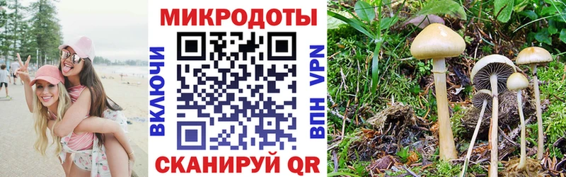 Псилоцибиновые грибы Psilocybe  Дербент 
